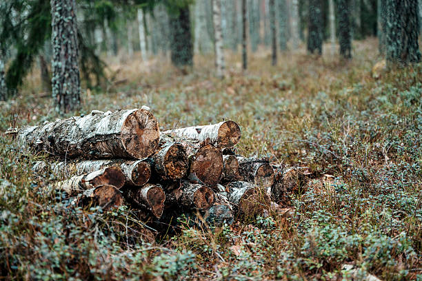 Firewood stacked in the forest. High quality photo
