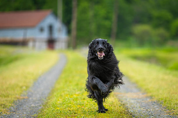 A large black Flat Haired Retriever sprinting down a grassy country road just off center towards camera with shallow depth of field focus only on the dog.