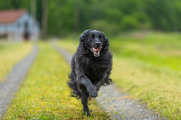 A large black happy Flat Haired Retriever sprinting down a grassy country road past camera position with shallow depth of field focus only on the dog.