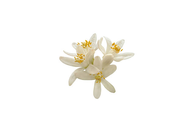 istock Orange blossom flowers bunch isolated on white background 2219148713