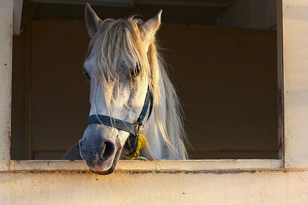 White horse looking out of stable window.