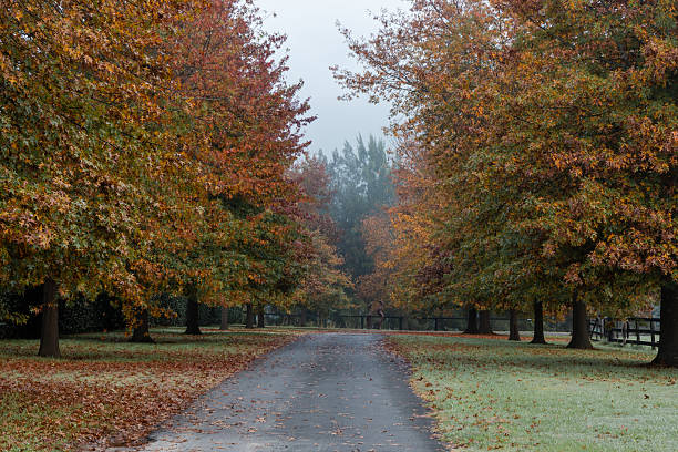 istock Autumn morning foliage 2219150478