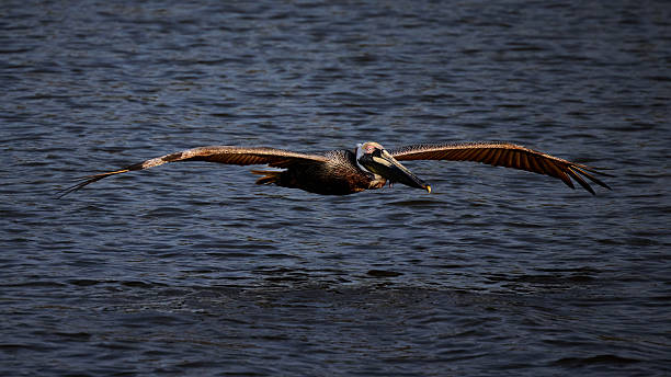 Brown Pelican Flying Inches Above Water