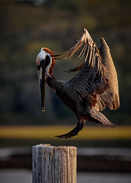 Brown Pelican Landing on a Dock Piling