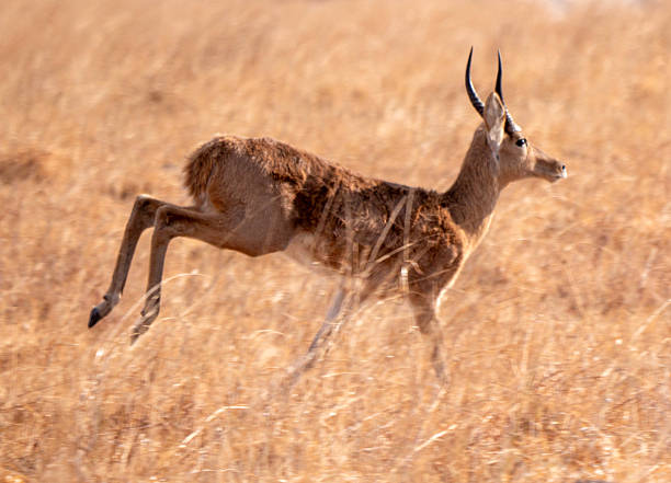 The southern reedbuck or common reedbuck (Redunca arundinum)  is a diurnal antelope found in southern Africa