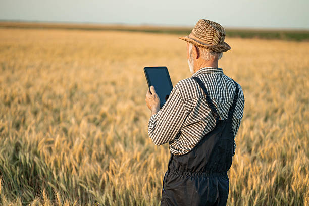 istock Elderly farmer examines wheat with tablet 2219151879