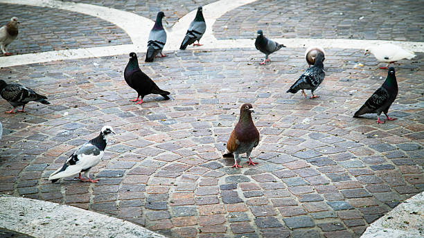 istock Pigeons gather on a circular cobblestone square 2219152875