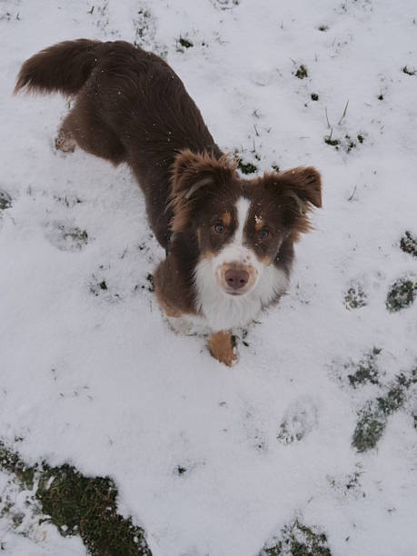 istock Brown and white dog is standing in the snow 2219155366
