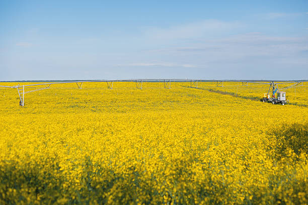istock Irrigation system watering a blooming rapeseed field under a blue sky 2219155531