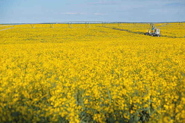 istock Automated irrigation system watering blooming rapeseed field 2219155532