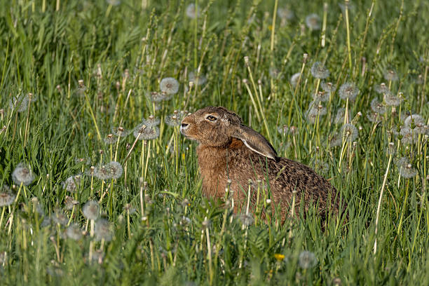 istock Beautiful European hare (Lepus europaeus) 2219156306