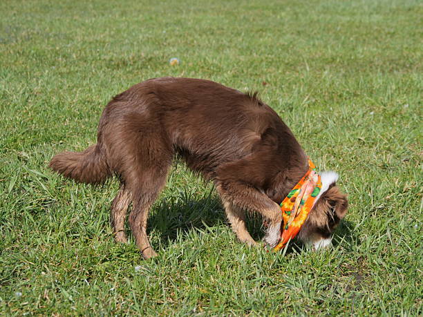 istock Brown dog is sniffing the grass in a field 2219156333