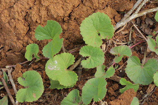 Fresh Centella asiatica (Gotu Kola) growing in natural brown soil. Features distinct green circular leaves with scalloped edges and reddish stems. Ideal for herbal, natural health, and botanical themes.
