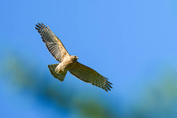 istock Red-Shouldered Hawk in Flight with Outstretched Wings Over Blue Sky.tiff 2219158111
