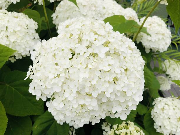 istock Pure white and beautiful hydrangea rainy season 2219161177