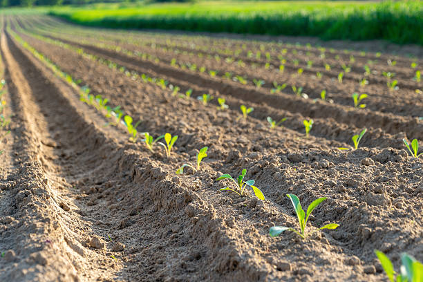 istock Young green sprouts in neat rows on sunny farm field 2219163634