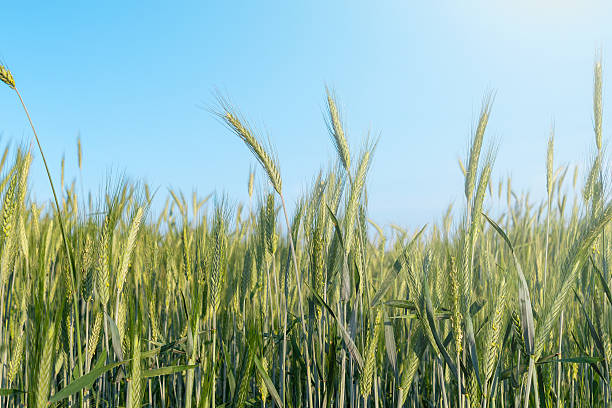 istock Lush Rye field under clear blue sky on a sunny day. Secale cereale 2219163653