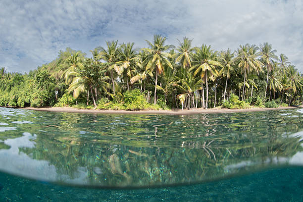 istock Palm Trees and Warm, Clear Water on a Remote, Tropical Island 2219164686