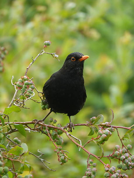 istock Blackbird on a blueberry bush 2219165065