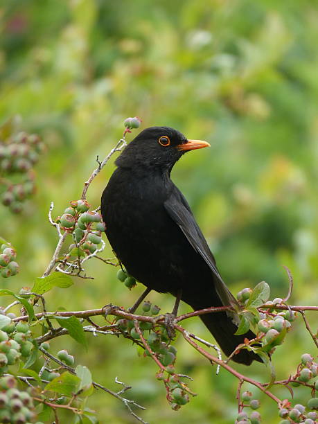 istock Blackbird on a blueberry bush 2219165070