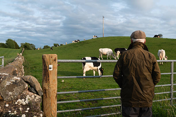 istock Senior man looking at dairy cattle in a field 2219165997