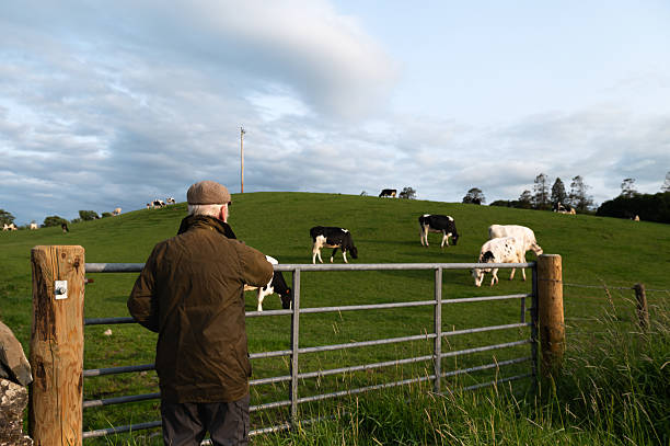 istock Mature man looking at dairy cattle in a field 2219166026