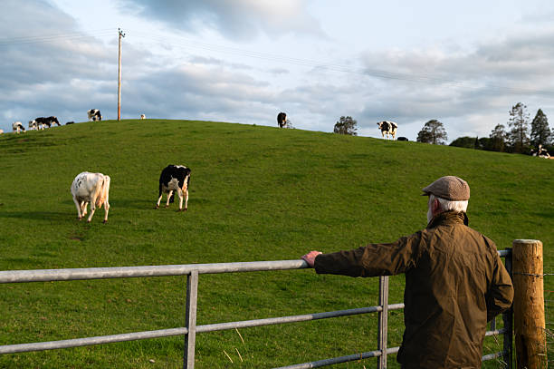 istock Senior farmer looking at dairy cows in a field 2219166125