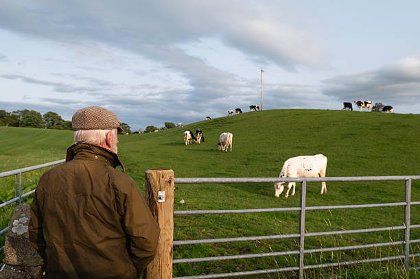 istock Retired farmer looking at dairy cows in a field 2219166145