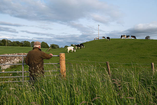 istock Senior man looking at dairy cows grazing in a field 2219166156