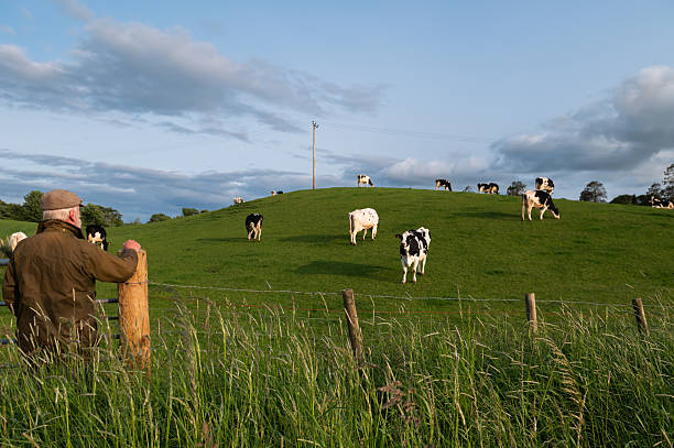 istock Mature man looking at dairy cattle grazing in a field 2219166198