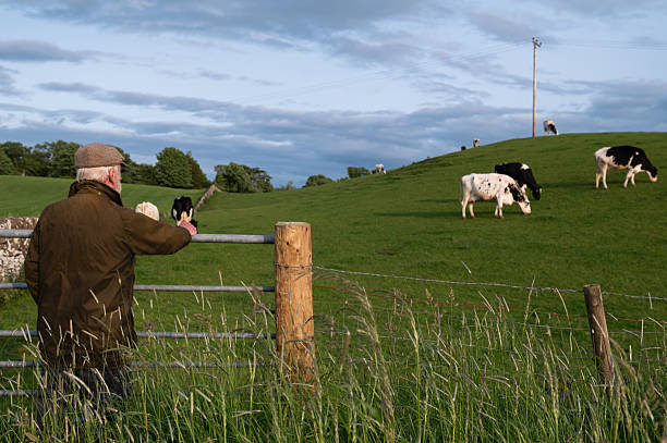 istock Senior man looking at dairy cattle grazing in a field 2219166207