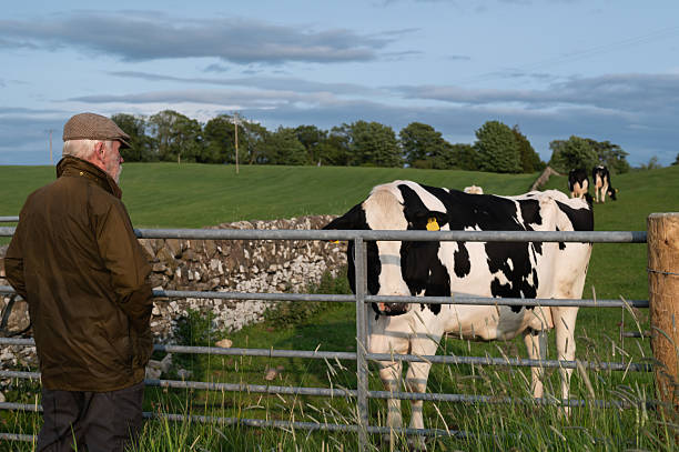 istock Senior farmer looking at a dairy cow in a field 2219166211