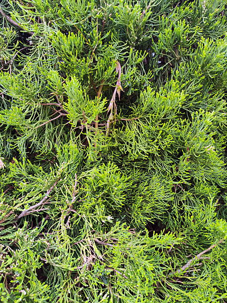 istock Close Up Photo of Pine Tree Branches 2219166276