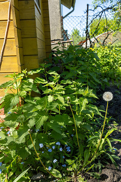 istock nettle and forget-me-not in a backyard garden 2219166820
