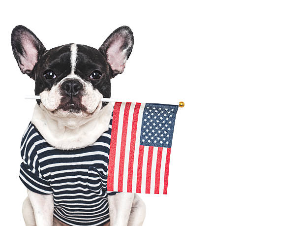 istock Cute puppy and American Flag. Studio shot 2219167344