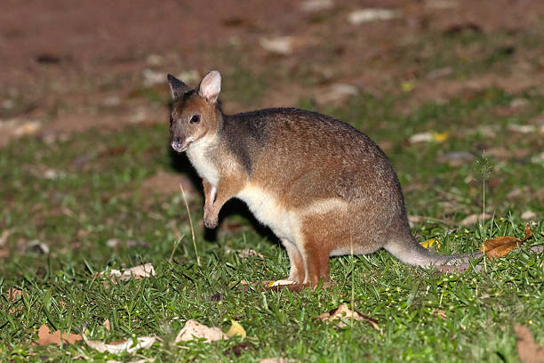 The red-legged pademelon (Thylogale stigmatica) is a species of small macropod found on the northeastern coast of Australia and in New Guinea.
