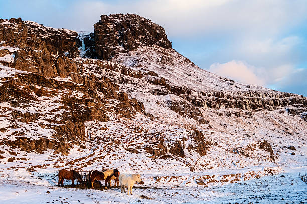 Telephoto of a group of icelandic ponies grazing in snow covered landscape in Southern Iceland