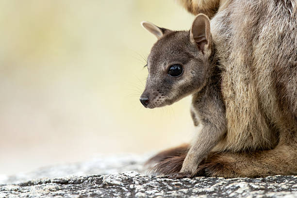 istock Mareeba Rock-Wallaby (Petrogale mareeba) at Granite Gorge, Tablelands, Queensland, Australia 2219168290