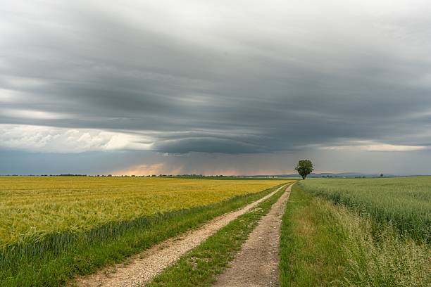 istock Lone tree by a dirt road in Bavaria 2219168453