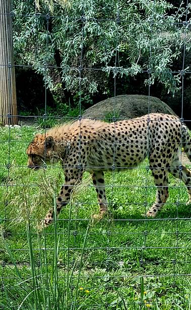 istock Raubtier leopard,  gepard,  raubkatze 2219170098