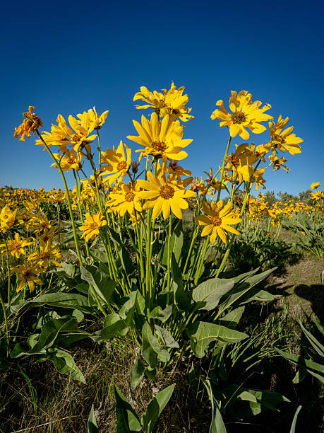 istock Yellow wildflowers and blue sky in nature 2219171417