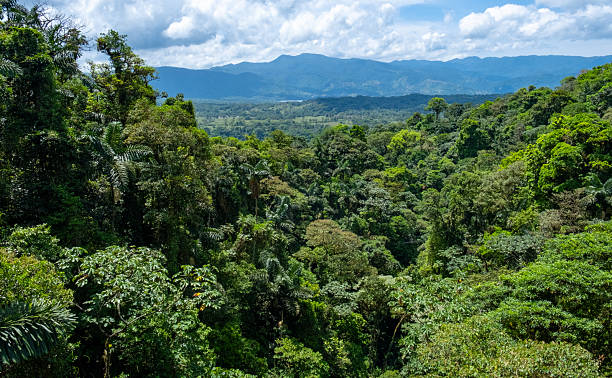 istock Lush tropical rainforest canopy stretching towards distant mountains, Costa Rica 2219171774