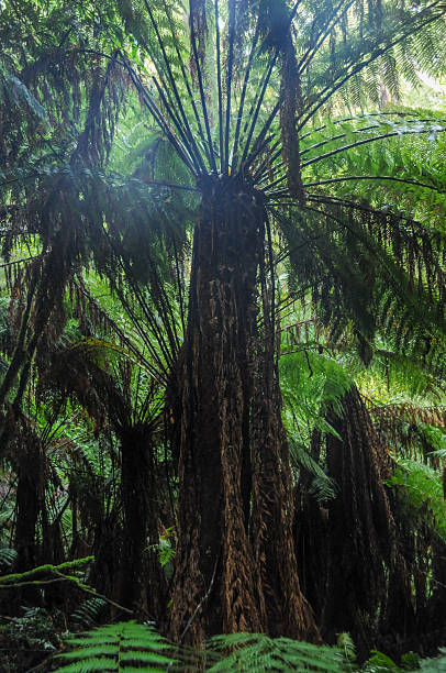 A dense forest in the Great Otway national park, in Victoria, Australia