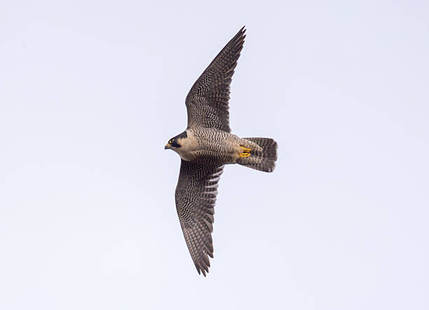 istock peregrine falcon 2219172641