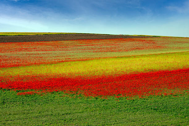 Beautiful cereal field in spring with poppies giving it a rich color range