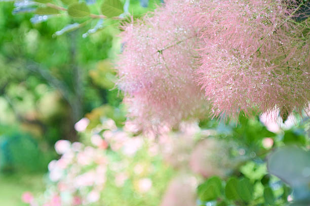 istock Pink smoke bush covered with raindrops. 2219175162