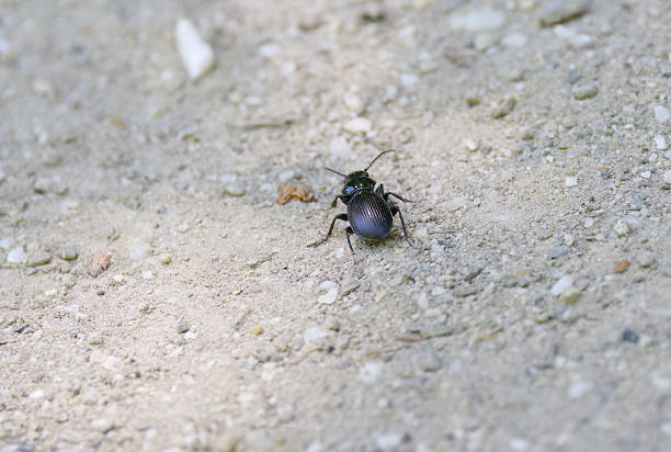 Black beetle on the footpath, black beetle on the forest path, small insect with long legs and antennae, Tenebrionidae on the gravel path