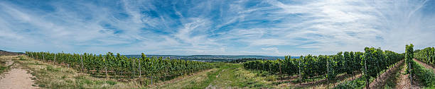 istock Vineyards in the Rheingau 2219175695