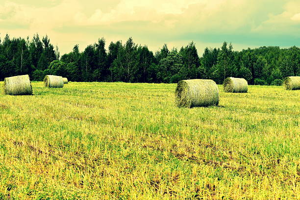 bales of hay in a field