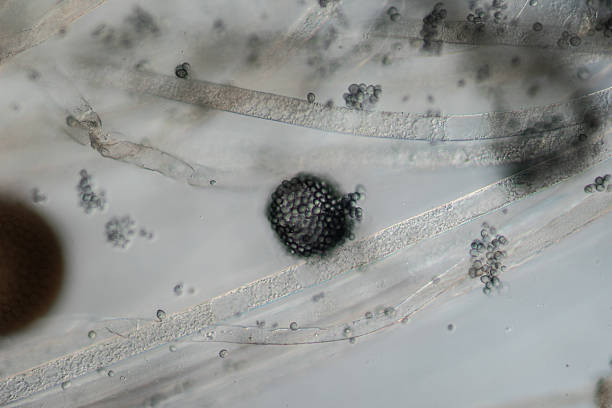 istock Dangerous head mold with hyphae and mold sponsors 2219177361